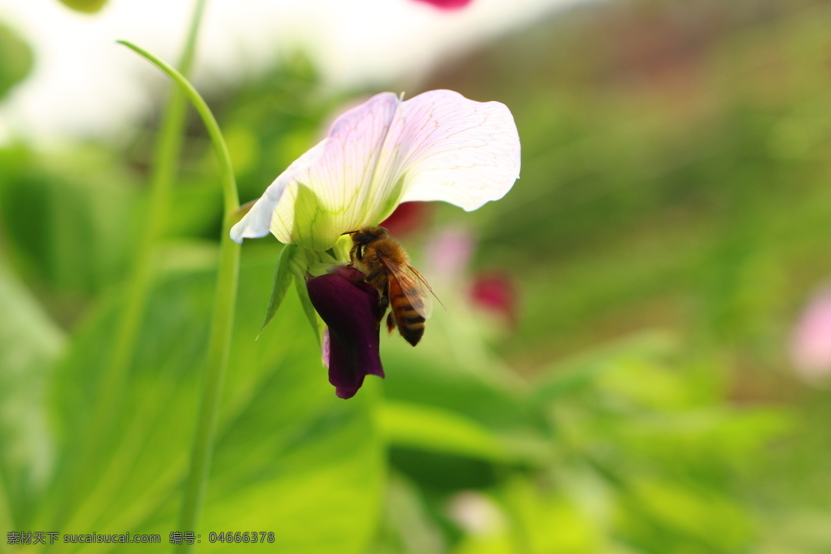 菜园 花朵 开花 蜜蜂 农业 生物世界 蔬菜 蜜蜂与豌豆 种植 植物 微距摄影 豌豆 寒豆 麦豆 雪豆 毕豆 麻累 国豆 矢量图 日常生活