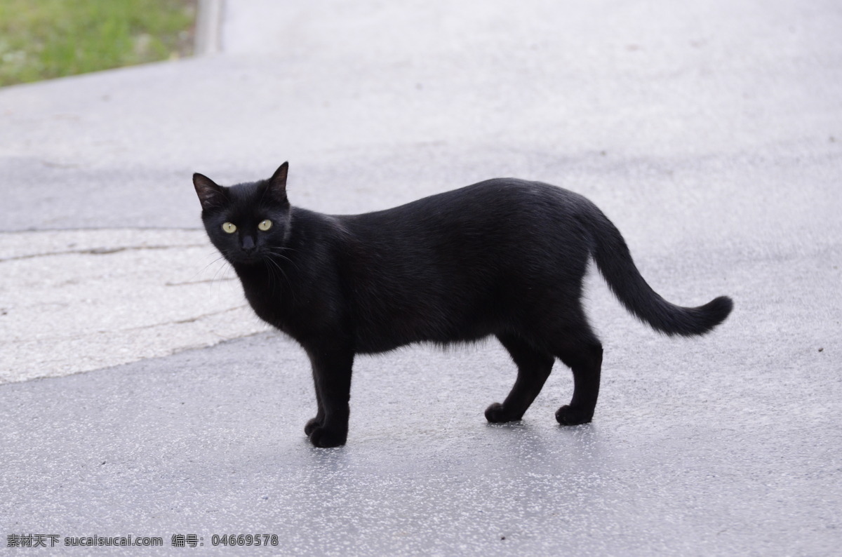 黑猫 猫 猫咪 毛 黑色毛发 小猫咪 生物世界 家禽家畜