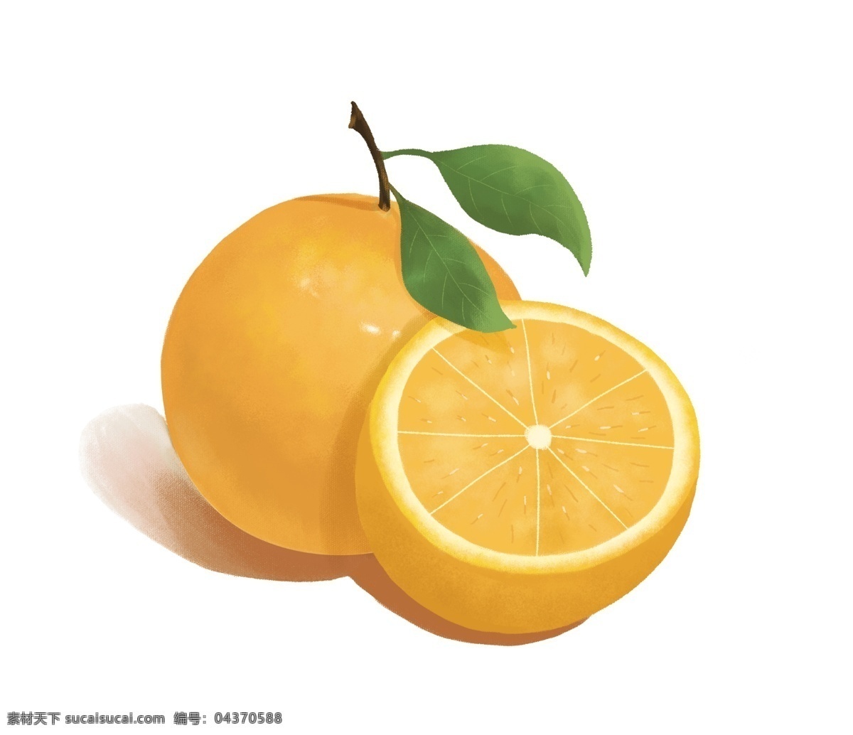 橙子插画 桔子 橘子 冰糖桔 脐橙 甜橙 贡柑 分层