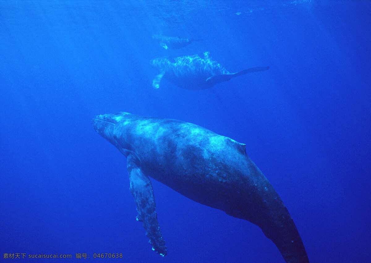 鲸鱼 动物世界 生物世界 海底生物 大海 水中生物