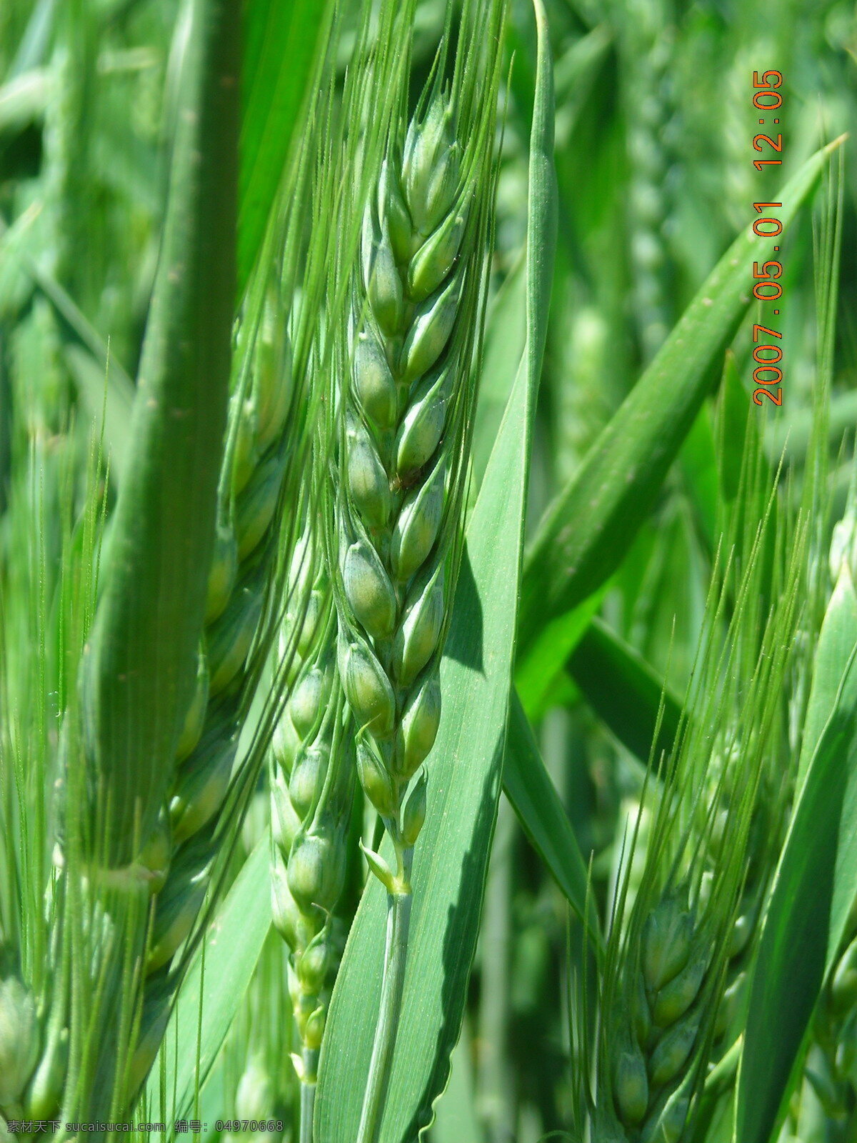 一支麦穗 小麦 绿色麦子 小麦穗 成长麦子