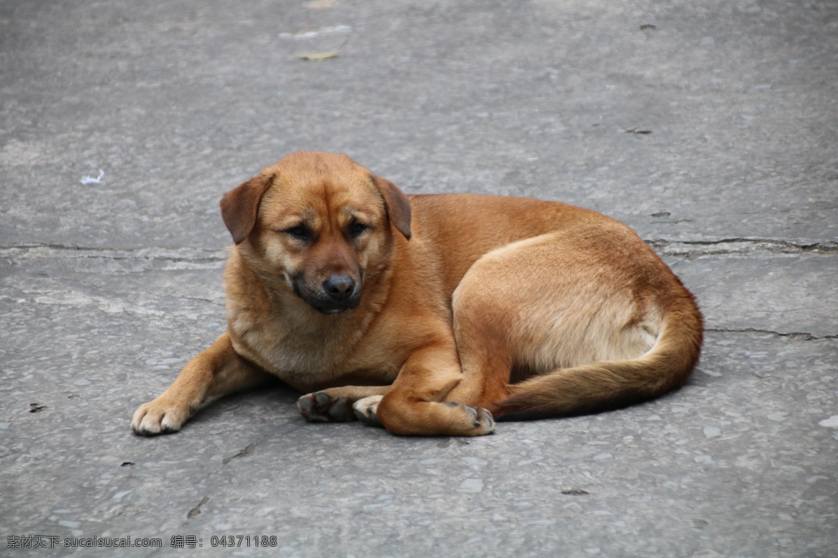 中华田园犬 土狗 黄狗 看门狗 小黄 趴着的狗 生物世界 家禽家畜