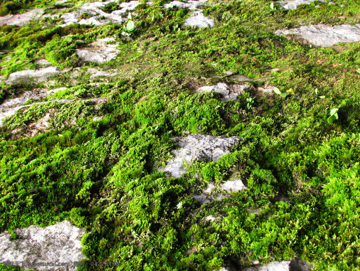 苔藓 苔痕 青苔 石头 绿苔 苔 植物花草 生物世界 其他生物 绿色