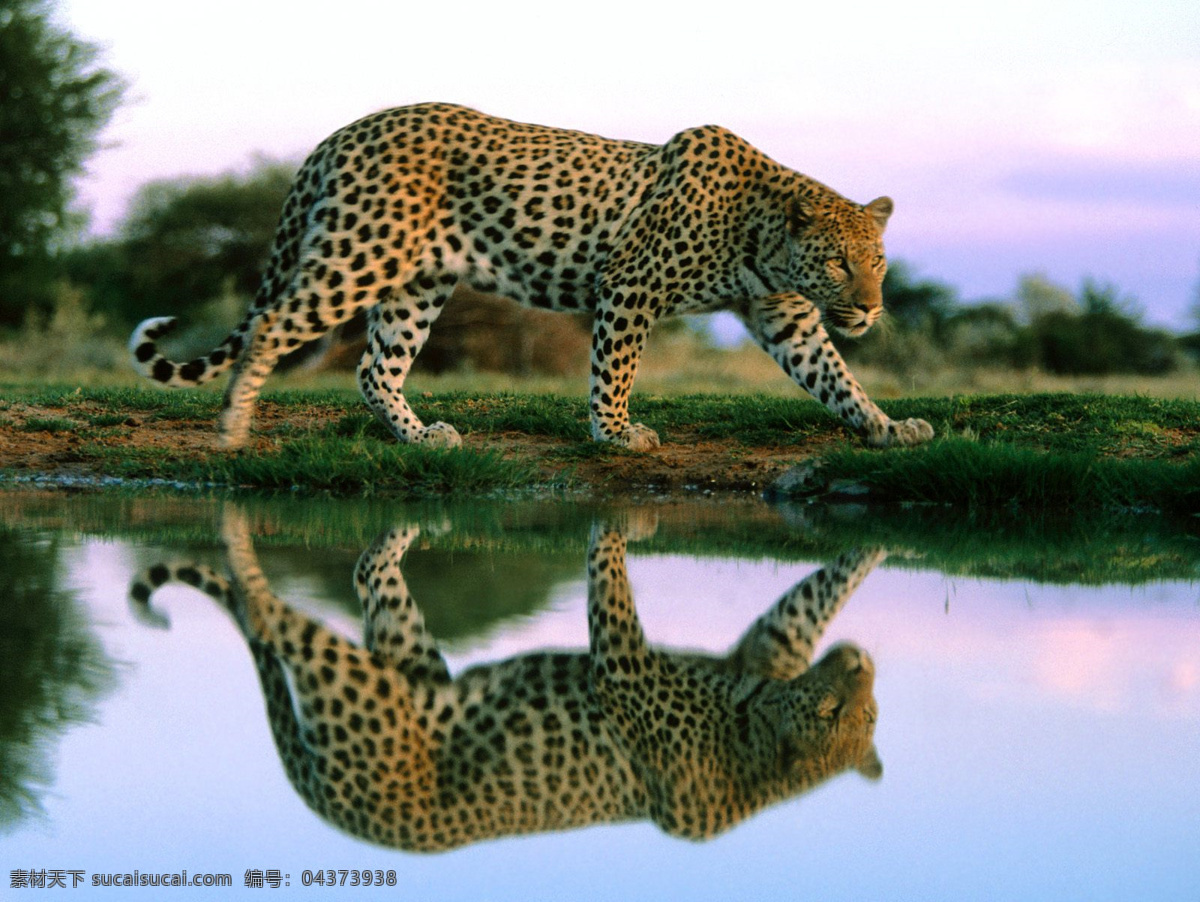 金钱豹 斑点 豹纹 头 头部 侧面 特写 豹 河边的豹子 喝水 动物图片 生物世界 野生动物