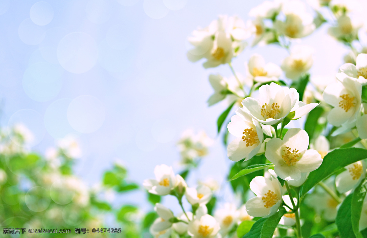 茉莉花 摄影图片 茉莉花海报 茉莉花广告 茉莉花园 茉莉花照片 小白茉莉花 茉莉花摄影 茉莉花特写 茉莉花高清 白色茉莉花 美丽茉莉花 茉莉花设计 茉莉花宣传 茉莉花促销 茉莉花单页 茉莉花传单 茉莉花图片 茉莉花素材 茉莉花背景 茉莉花节 茉莉花挂画 茉莉花装饰 茉莉花装饰画 茉莉花壁画 茉莉花展 生物世界 花草