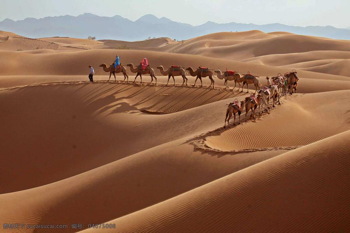 宁夏 中卫 市 沙坡头 景区 中卫市 沙坡头景区 沙漠 骆驼 旅游 西北 旅游摄影 国内旅游