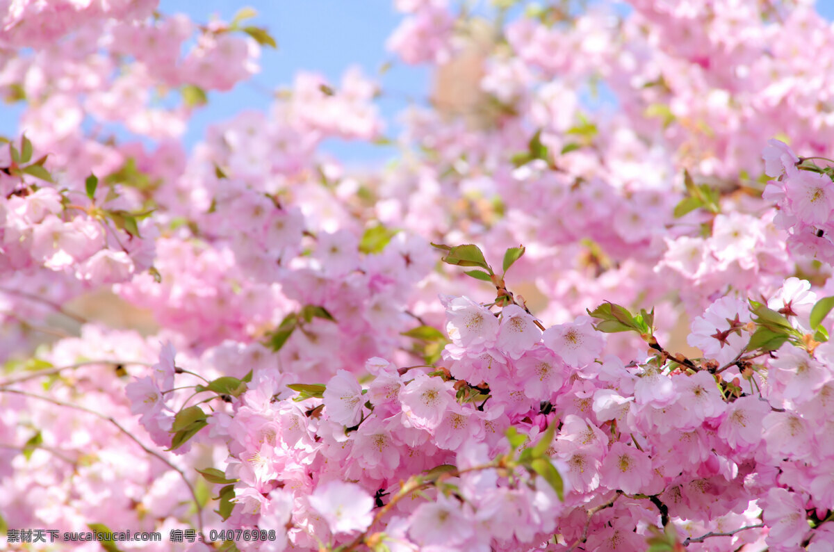 樱花 美丽鲜花 花朵 花卉 美丽风景 自然风景 自然景观 粉色