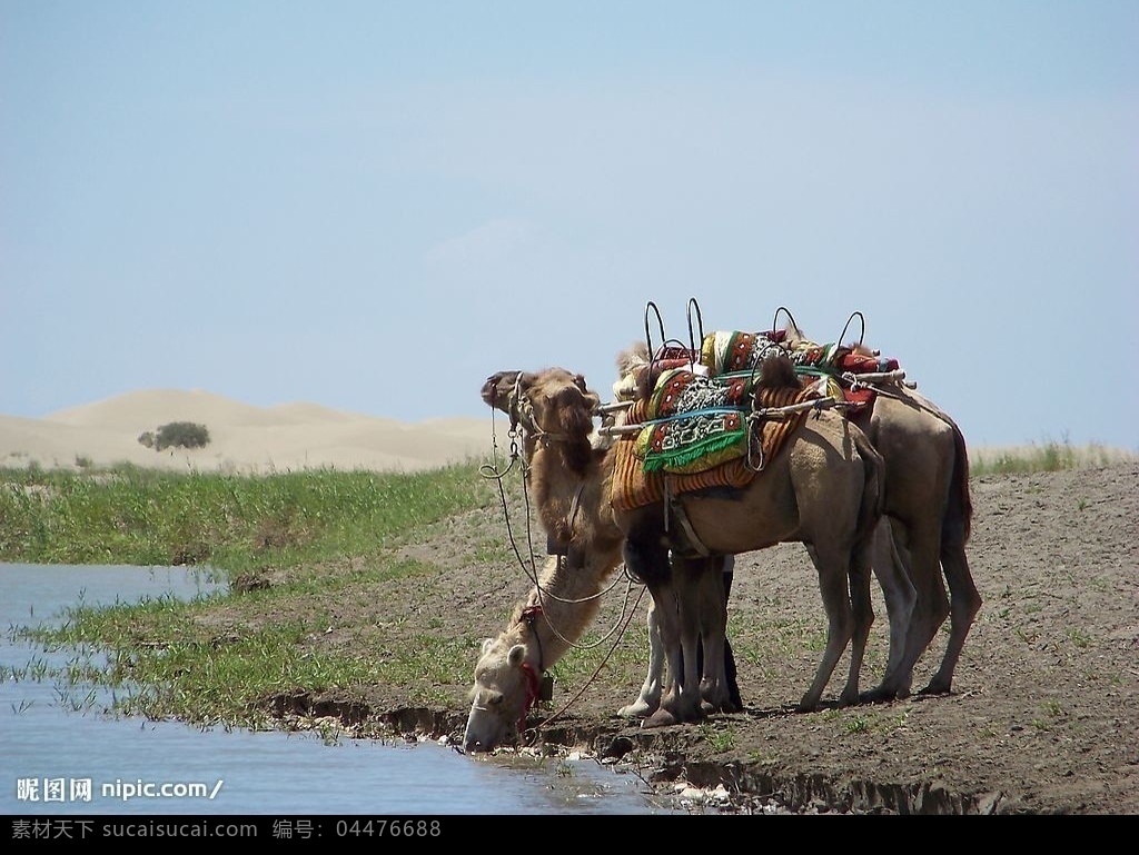 新疆美景 蓝天 沙漠 骆驼 新疆 旅游摄影 国内旅游 摄影图库