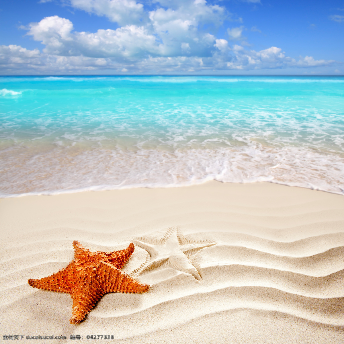 沙滩 上 海星 美丽海滩 沙滩风景 海底生物 水中生物 海洋生物 海洋动物 动物世界 生物世界
