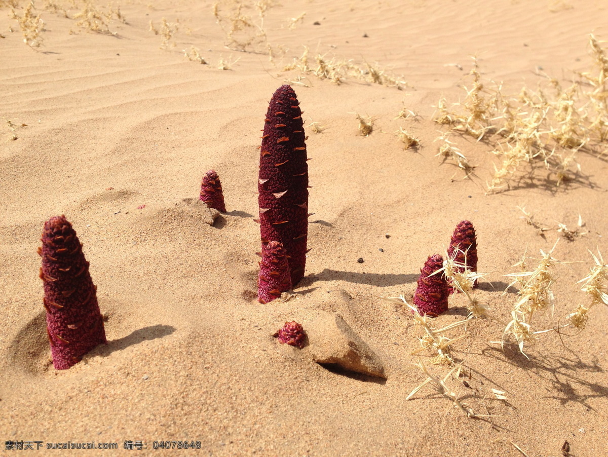 沙漠植物锁阳 中药材 锁阳 沙漠 植物 紫红色 自然景观