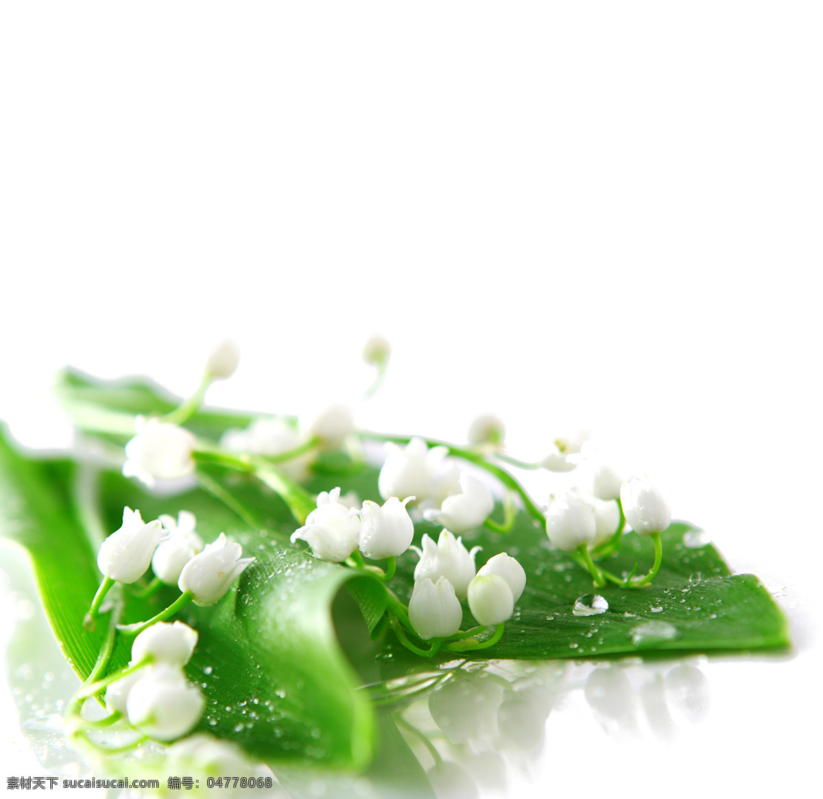 清新免费下载 白色 背景 春色 花朵 绿叶 清新 背景图片
