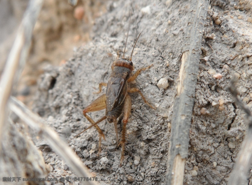 蟋蟀 昆虫 土狗 跳跃动物 草虫 生物世界