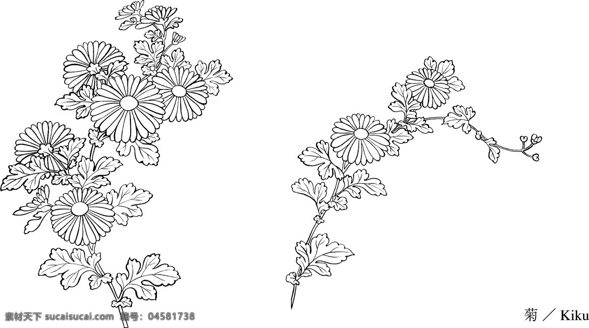 日本 植物 花卉 矢量 31 菊 图 花 菊花 画线 矢量图 其他矢量图