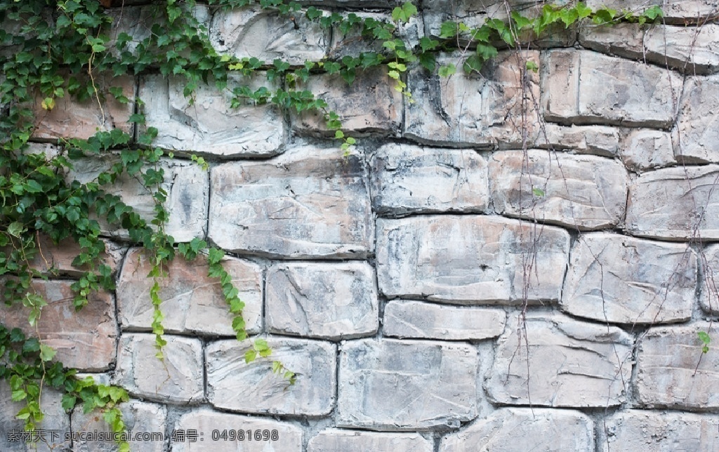 石墙 爬山虎 高清 石头 绿植 自然景观 自然风景