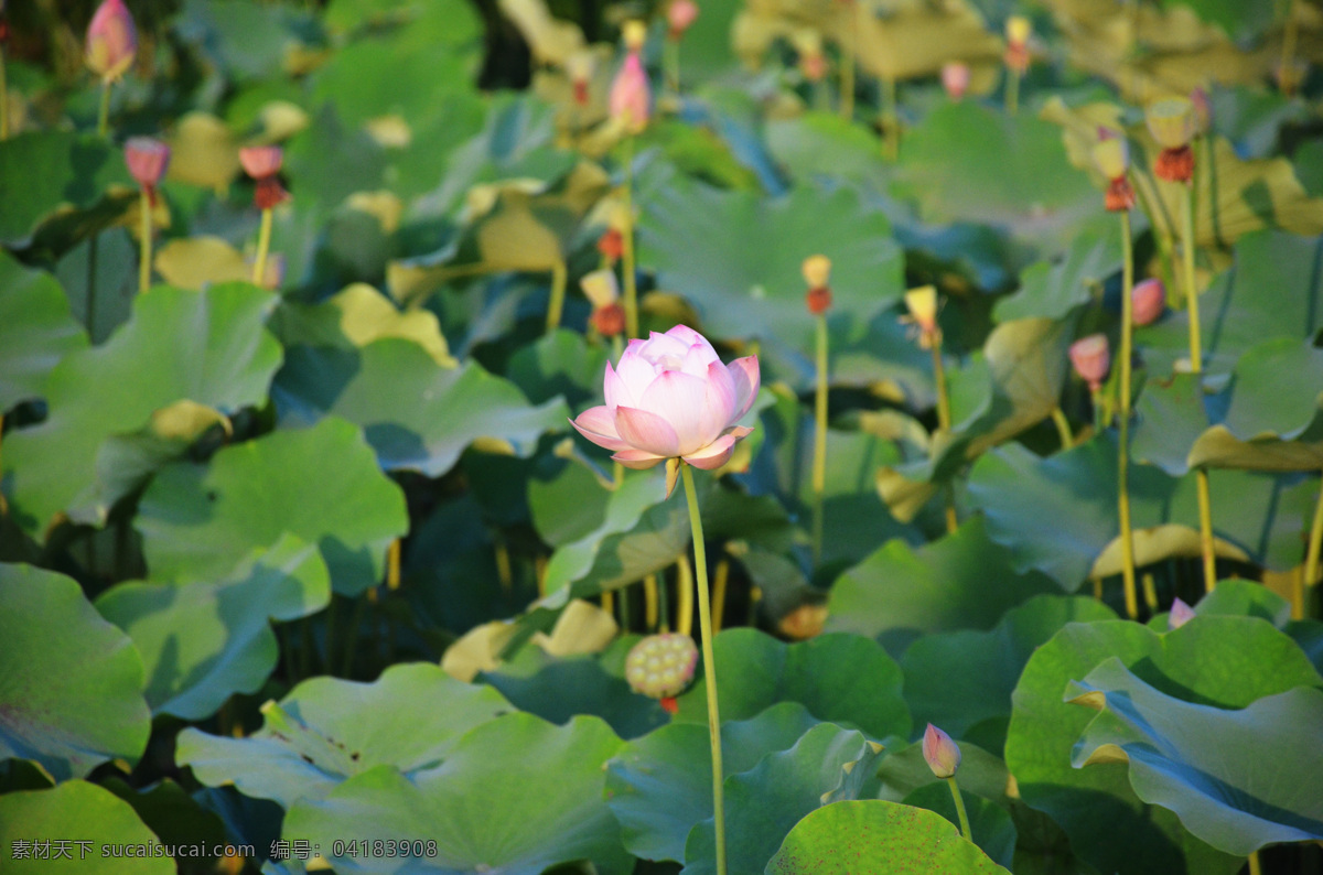 荷花 荷叶 荷田 荷 睡莲 莲蓬 莲花 夏天 夏 自然景观 田园风光