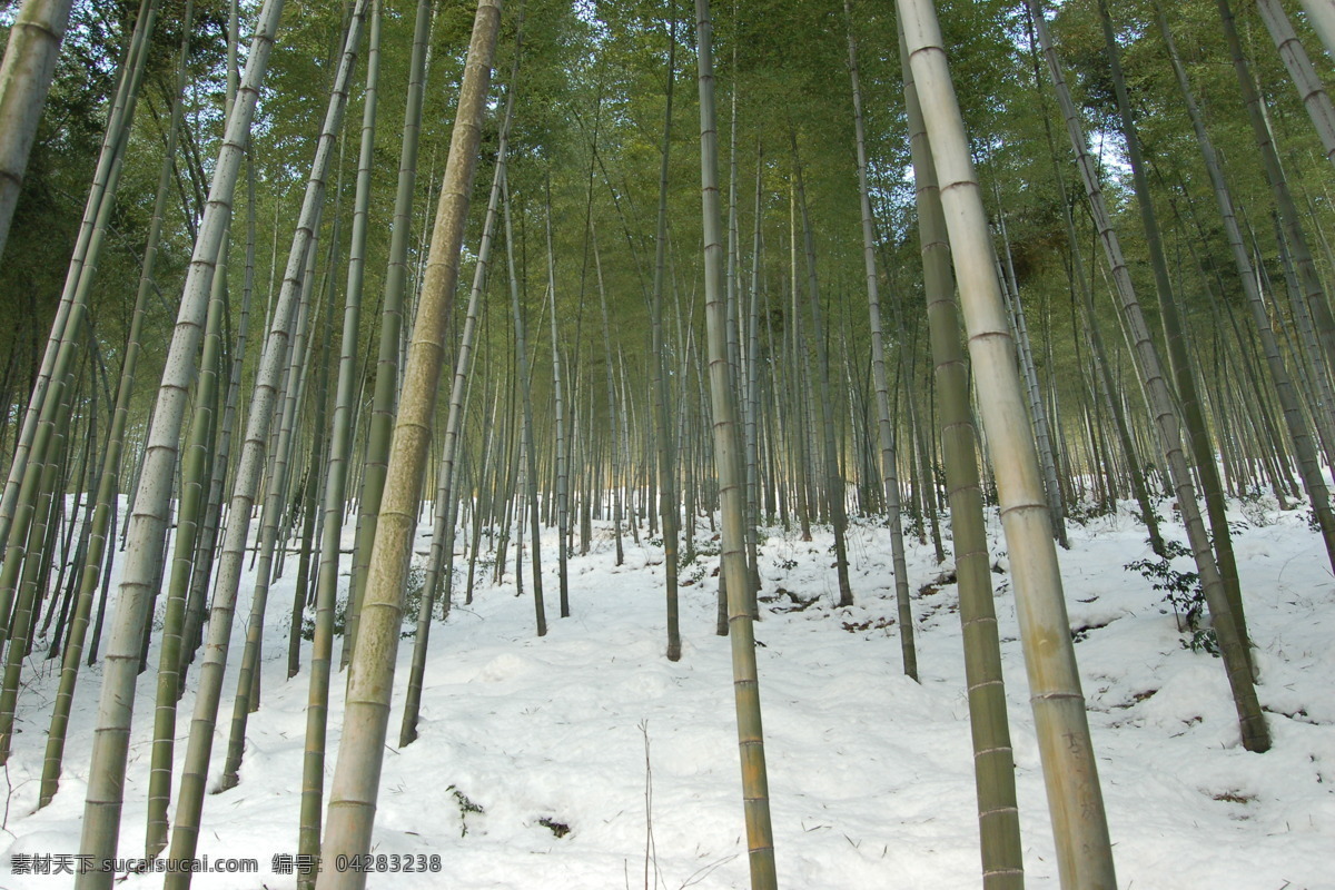 竹海 雪景 南山 竹 竹子 自然风景 自然景观 竹海雪景 fenghc 自然篇 矢量图 日常生活