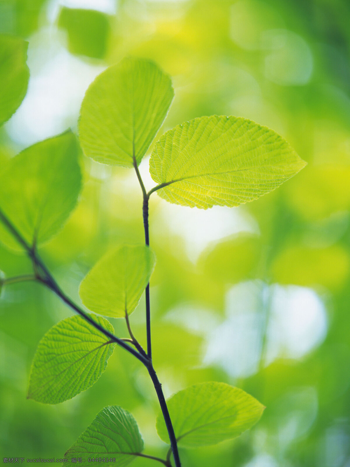 花草 露水 绿色 绿叶 绿叶背景 生物世界 树叶 水珠 水滴 植物 植被 花草主题 花草高清图片 树木树叶 psd源文件