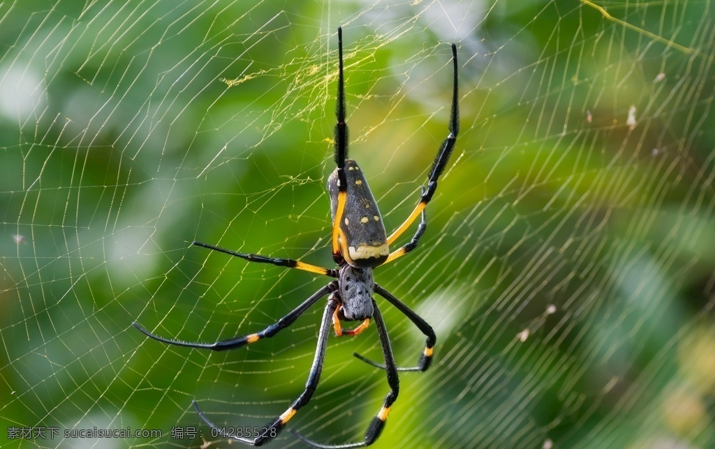 蜘蛛丝 蜘蛛网 爬行类 生物世界 野生 动物 野生动物