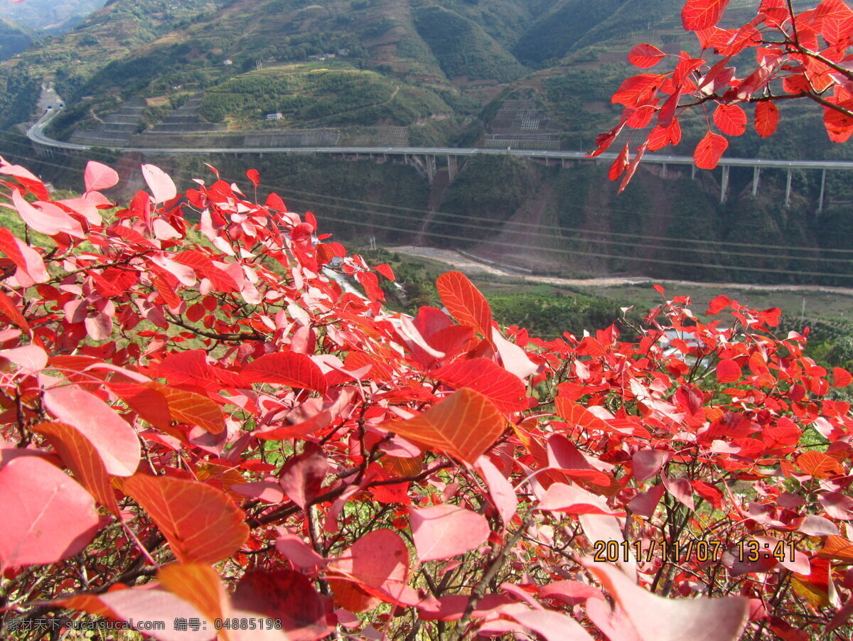 红叶 重庆市 三峡红叶 高速公路 沪蓉高速 自然风景 山峦 树木树叶 生物世界