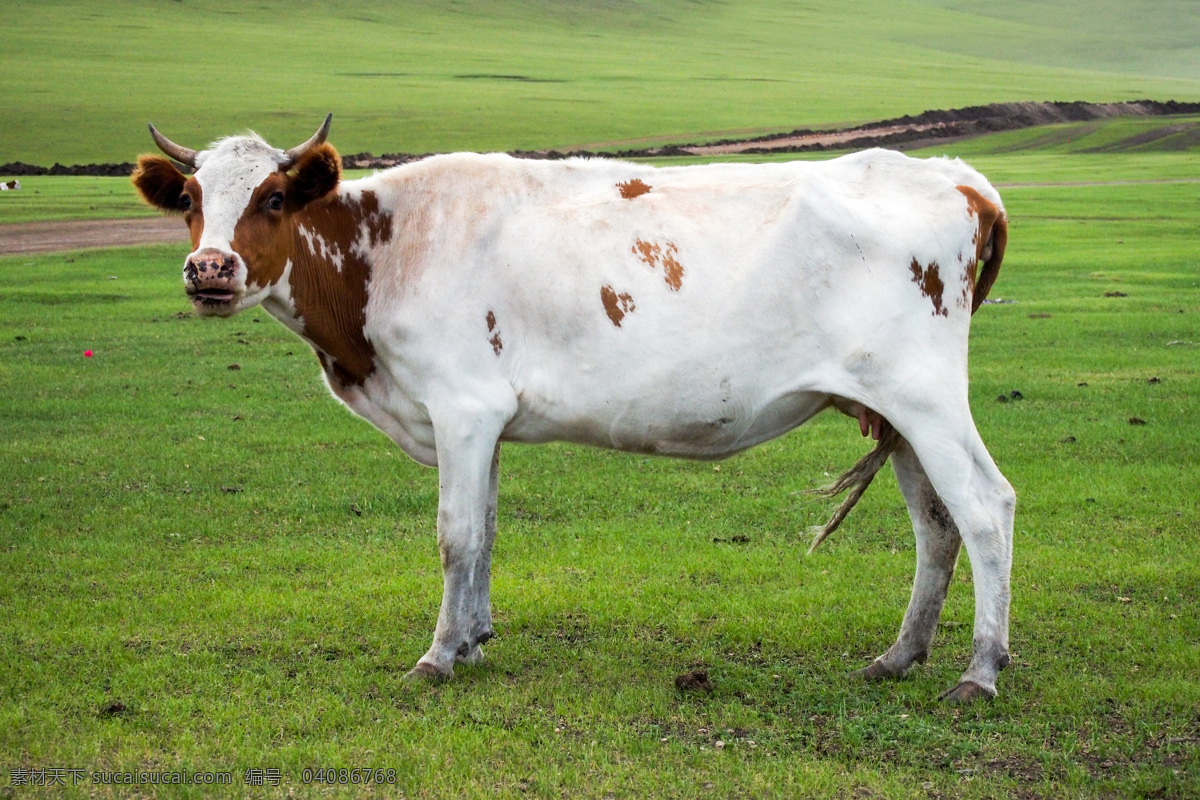 奶牛 草原 呼伦贝尔 自然景观 牛 自然风景