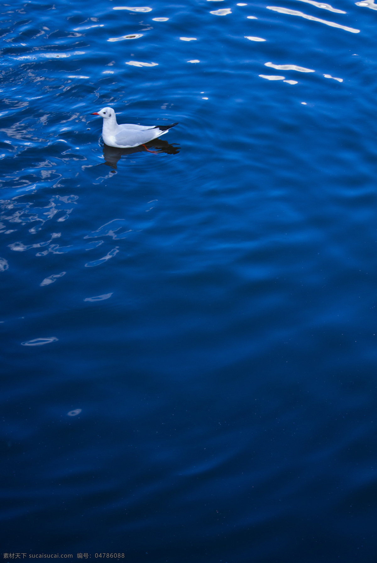 蓝色系列 小鸟 水鸟 海鸥 红嘴鸥 游水 湖水 蓝色水面 漂浮 涟漪 波纹 鸟类 生物世界