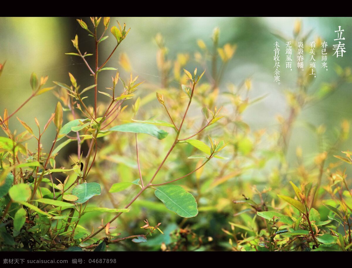 立春 春天 发芽 节气 植物 自然风景 自然景观 psd源文件