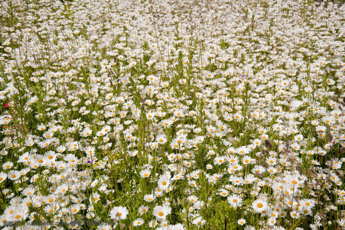 雏菊 白色