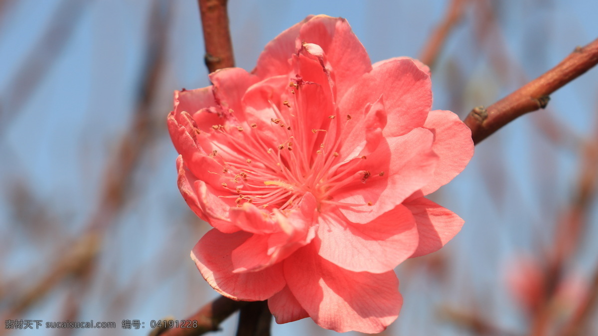 美丽的桃花 桃花 植物 花草 桃红 春天 花园 开花 鲜花 美丽 花朵 花瓣 微距摄影 桃花运 鲜艳 生物世界 红色