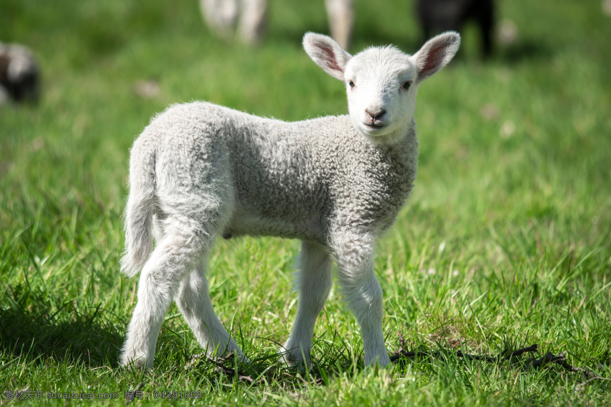 草地 上 小 羊羔 小羊羔 绿色草地 小羊 动物 生物世界 家禽家畜