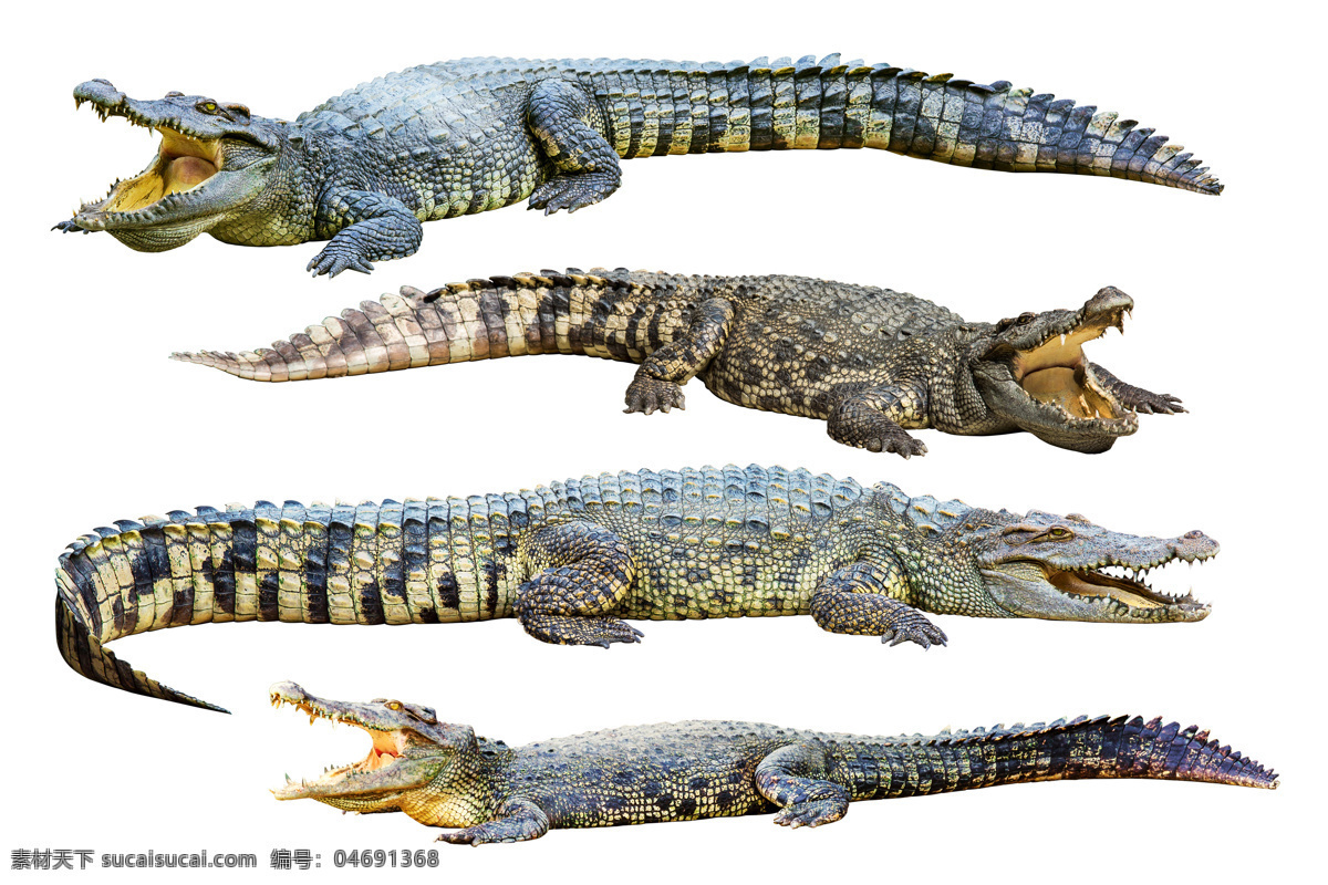 凶猛 鳄鱼 鳄鱼嘴巴 野生动物 爬行动物 动物世界 水中生物 生物世界