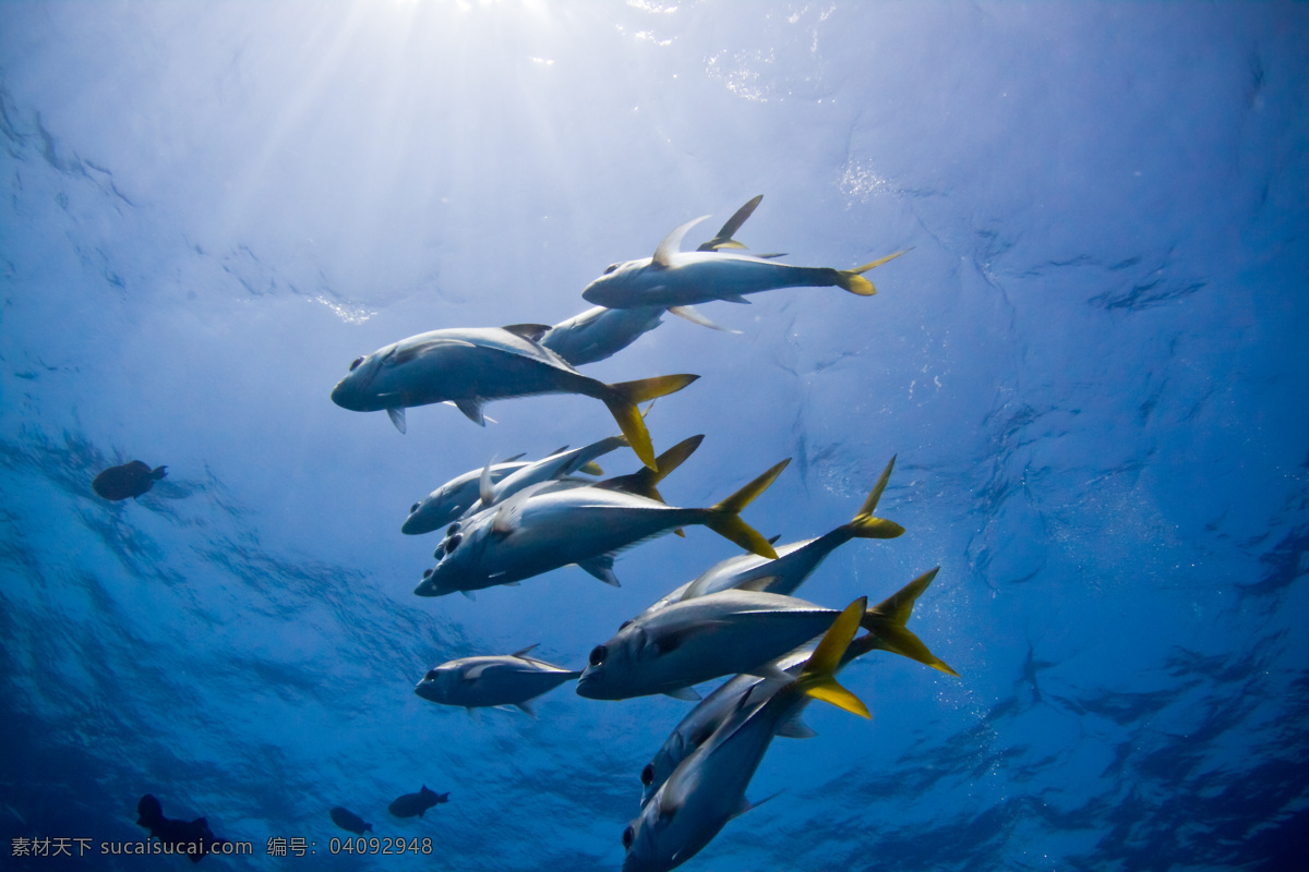 海洋鱼类 摄影图片 海洋 鱼类 蓝蓝的大海 海洋深处 生物世界