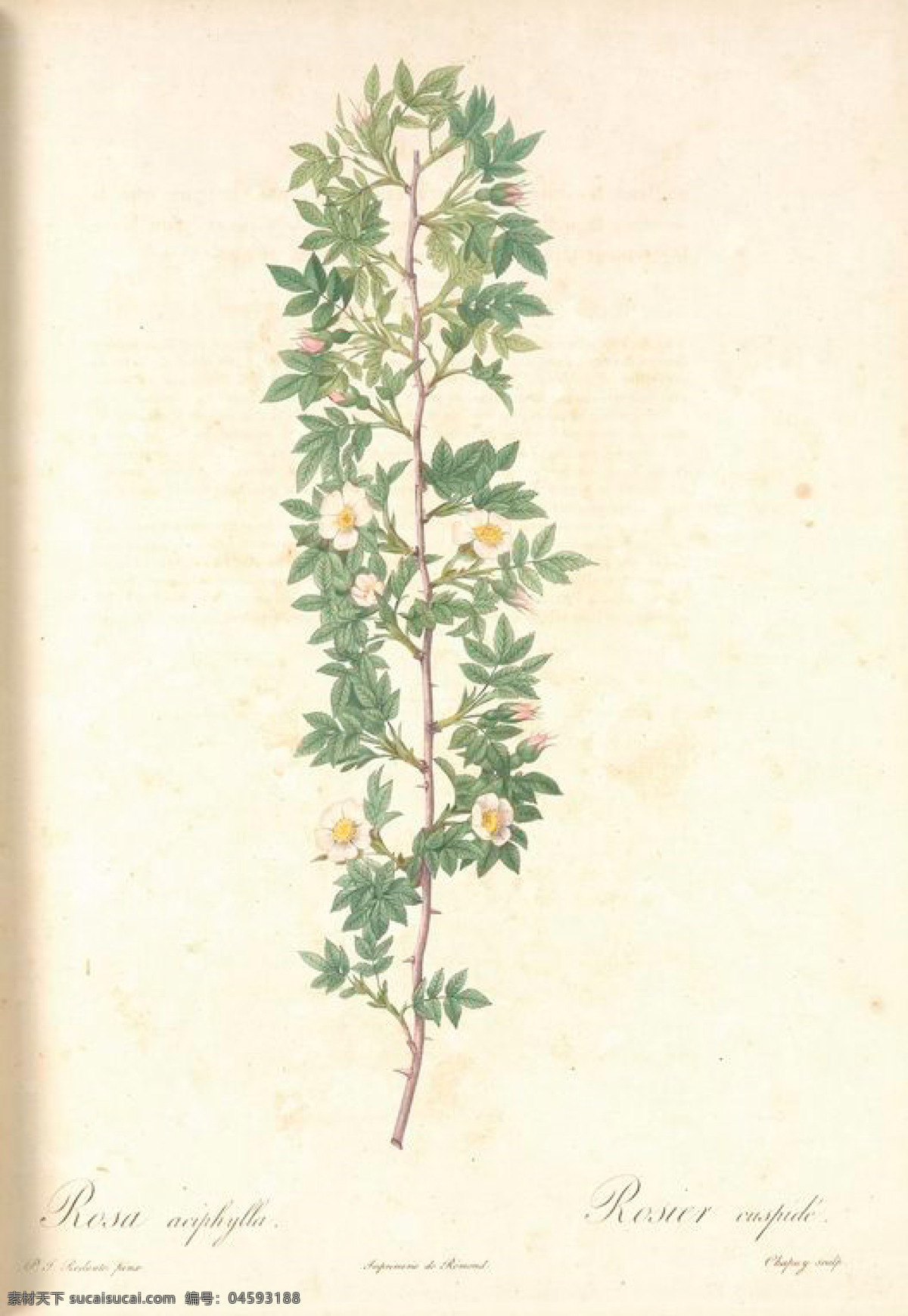 法国 艺术 名画 复古 油画 小 花朵 花 花卉 玫瑰 植物图 文化艺术