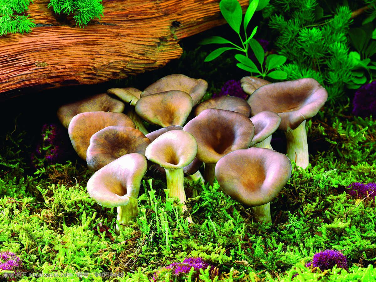长 枯树 下 蘑菇 蔬菜 食物 菌类 一群蘑菇 草地 新鲜 蘑菇图片 餐饮美食