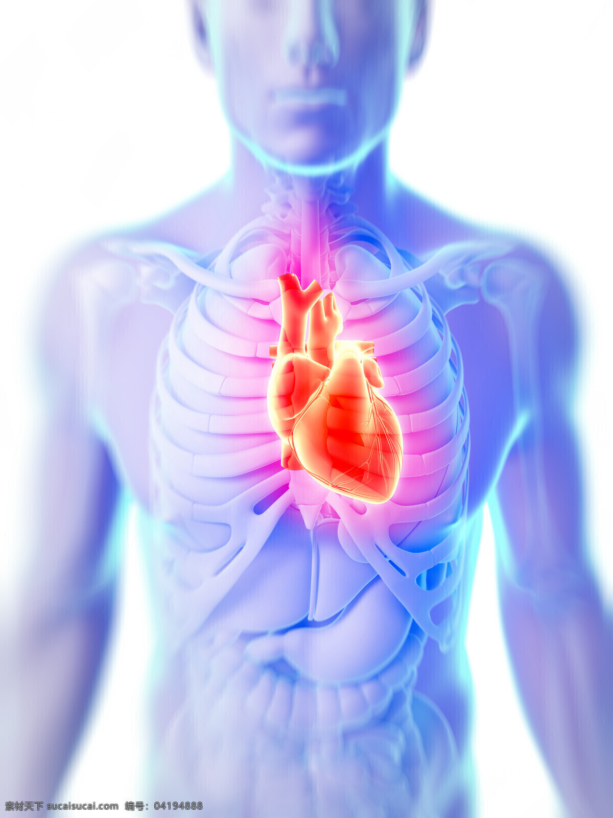男性 人体 心脏 器官 心脏器官 器官模型 人体器官 医学图片 内脏器官 医疗护理 现代科技