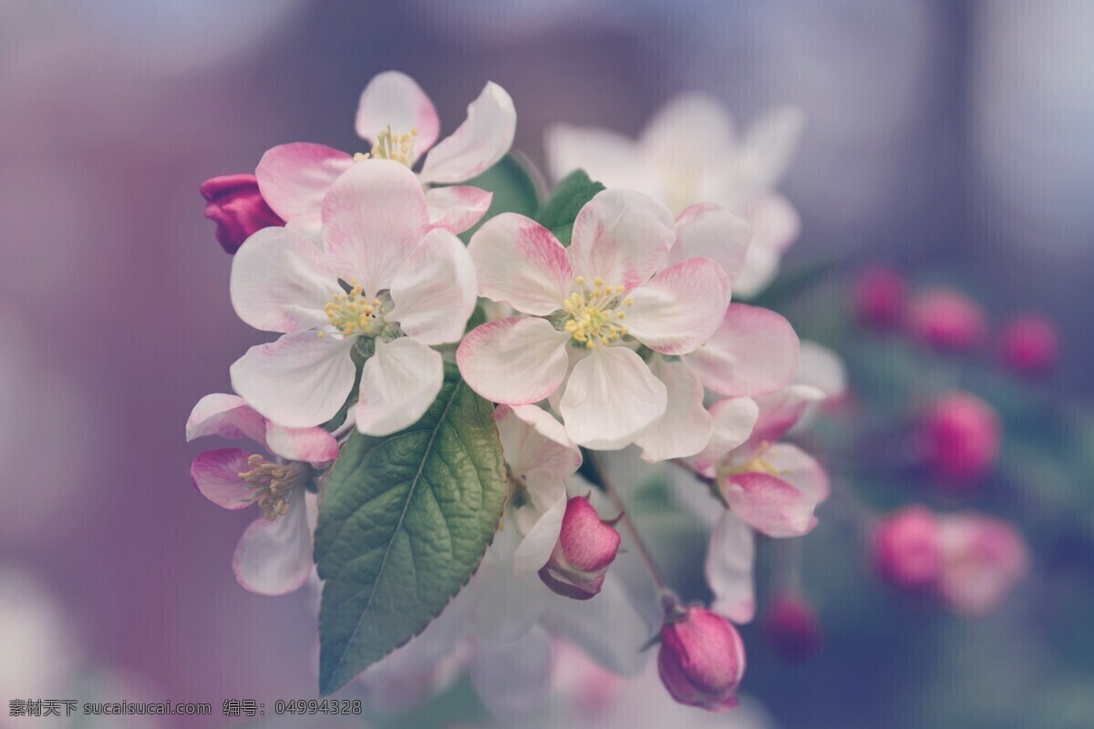 梅花 花卉 花 花朵 盛开 开花 花开 花丛 生物世界 花草