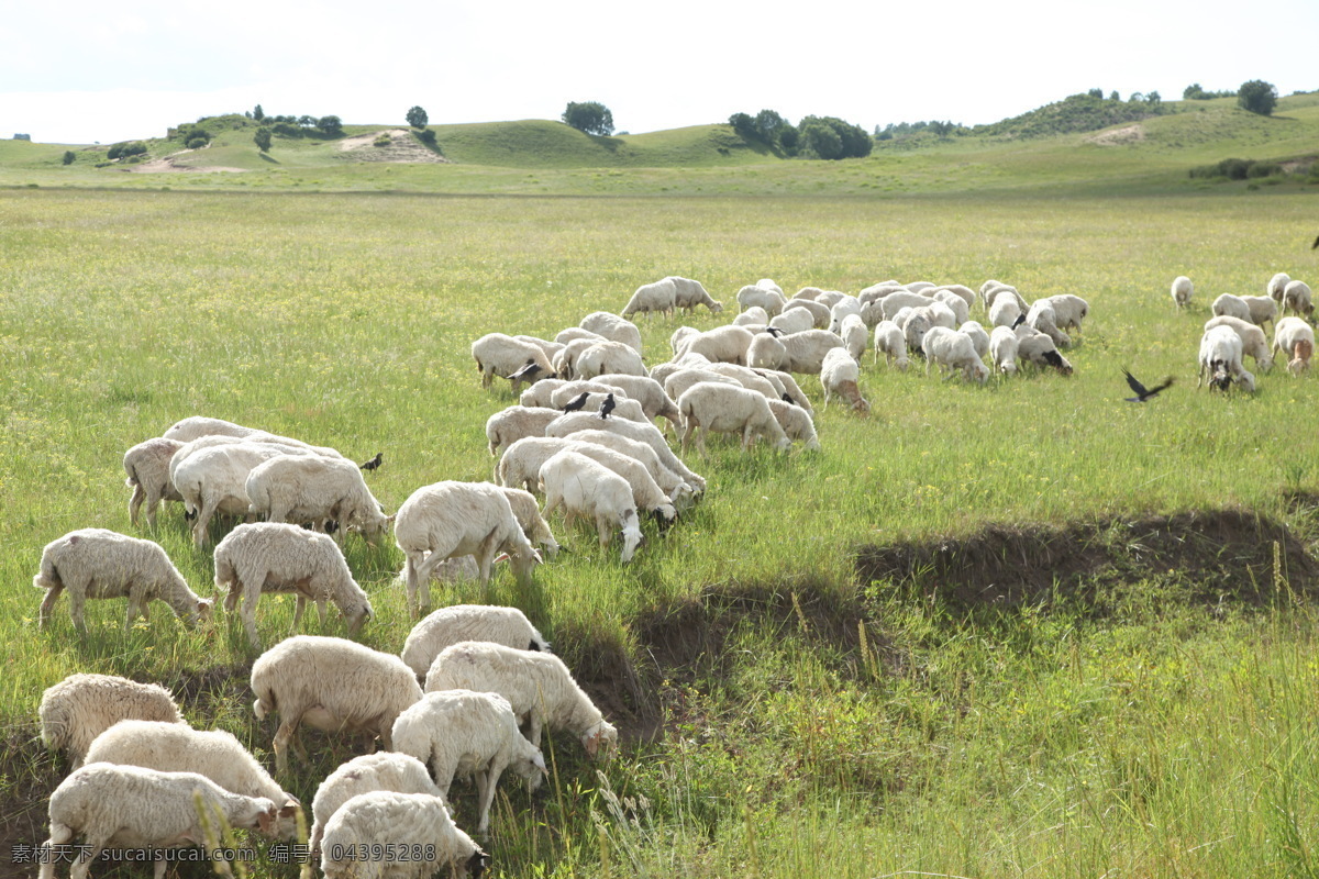 羊 蒙古羊 绵羊 放羊 牧羊 赶羊 羊群 草原羊 动植物 生物世界 家禽家畜