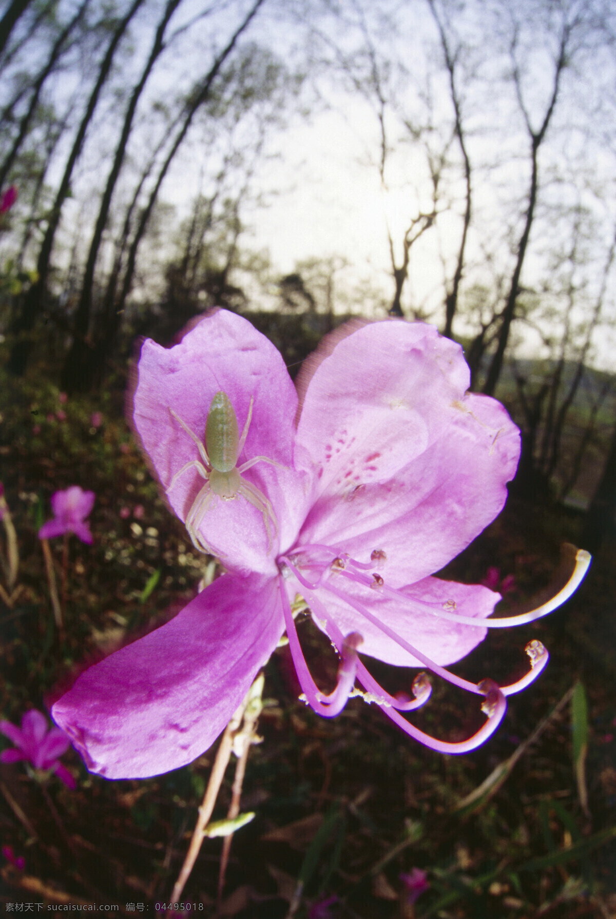 鲜花 上 昆虫 花朵 红花 昆虫摄影 动物 动物素材 自然 自然风光 大自然 森林 草 图片背景 田野 野外 昆虫世界 生物世界