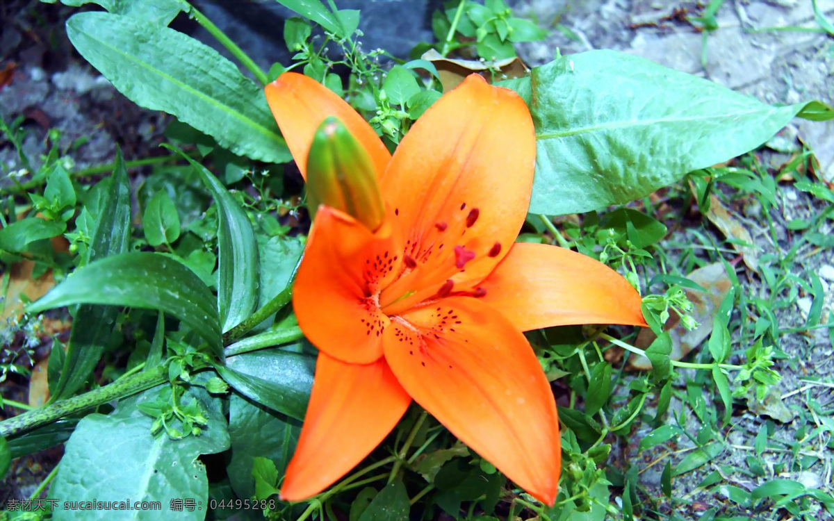 艳丽 橙色 百合花