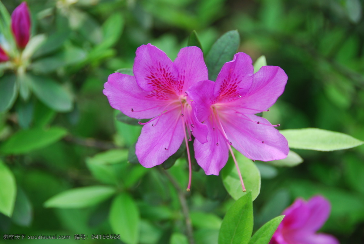 映山红 花 杭州 西湖 漂亮 花草 生物世界