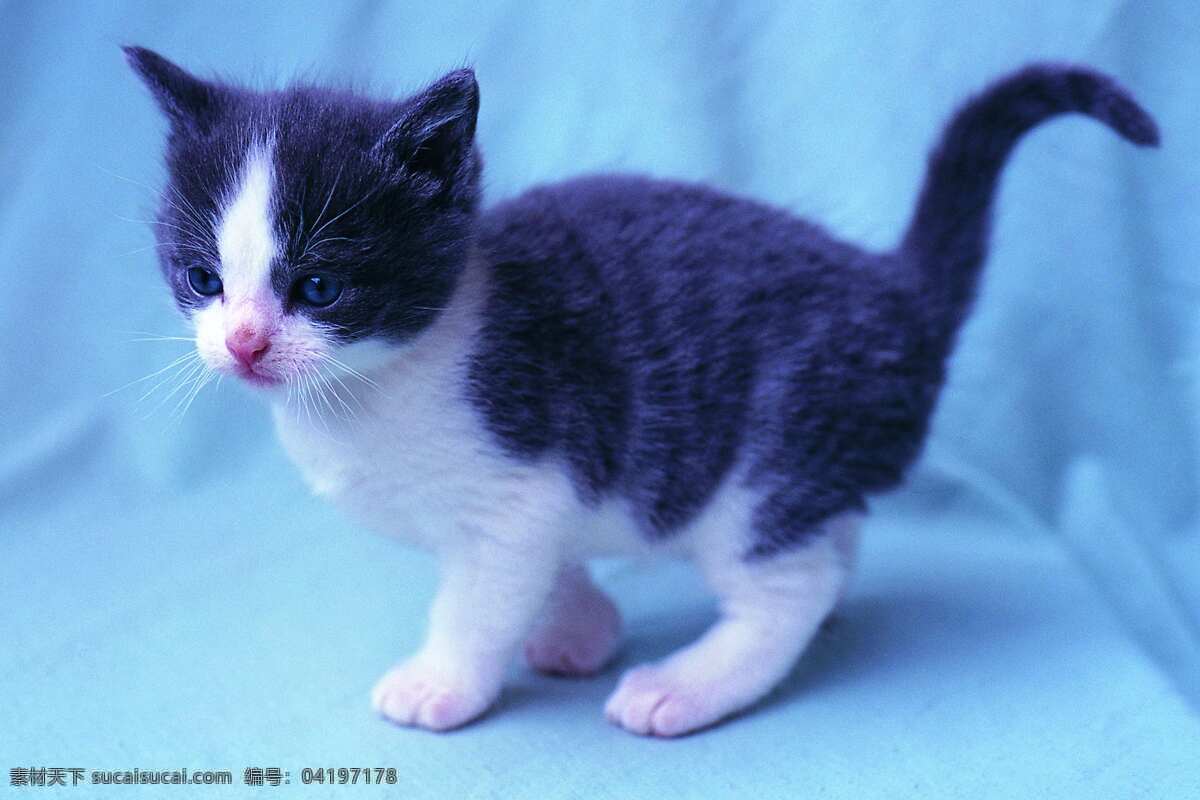 小猫 猫 猫狗 家庭宠物 宠物 动物写真 动物 可爱动物 萌图 家禽家畜 生物世界