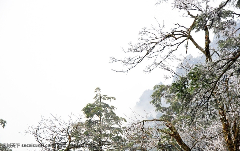 峨眉山 悬崖 云海 眺望 远山 枯枝 树木 旅游摄影 风景名胜 自然景观