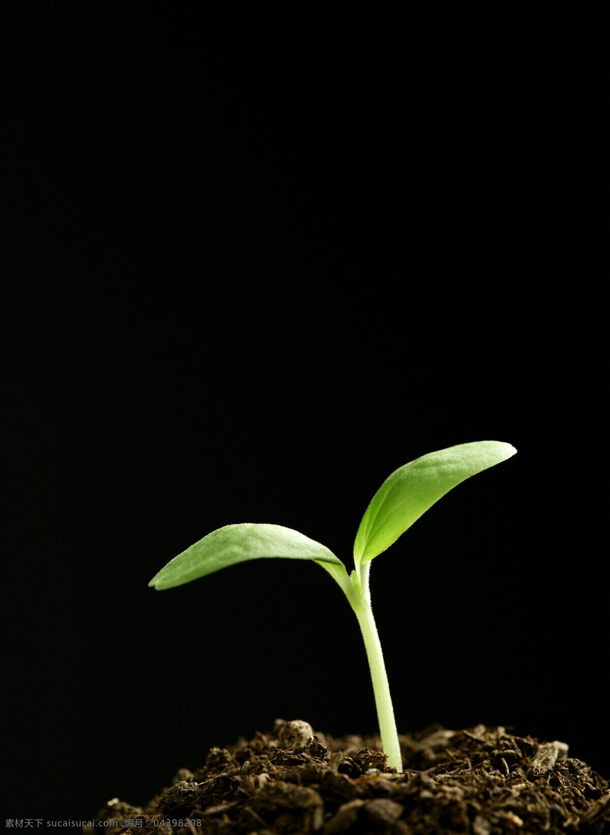 绿色 健康 幼苗 植物 成长 希望 清新 出土 新生 象征 种子 茁状成长 向上 破土 发芽 呵护 培养 土壤 生命力 培育 滋润 高清图片 花草树木 生物世界