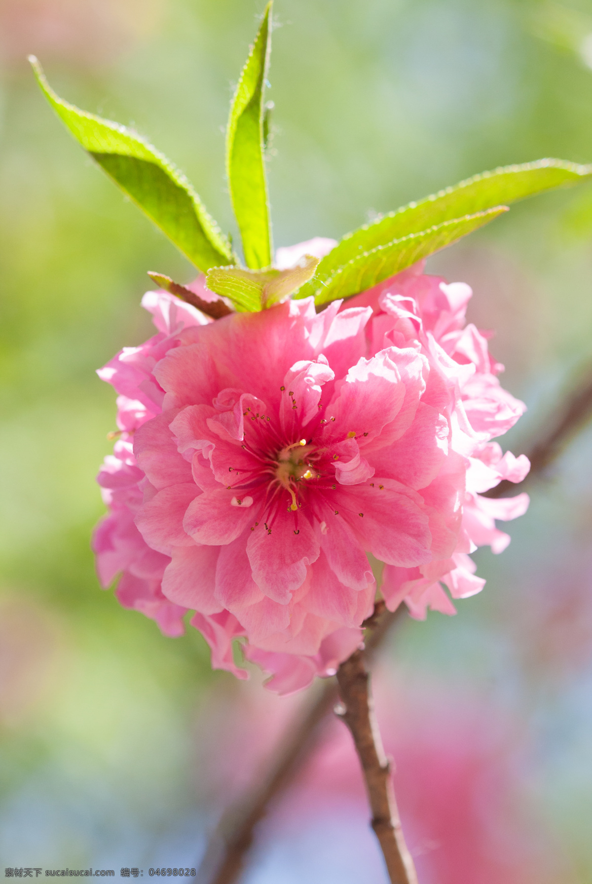 春暖花开 春天 粉色 花草 花朵 生物世界 树叶 桃花 盛开 桃花盛开 桃树 树枝 阳光 psd源文件