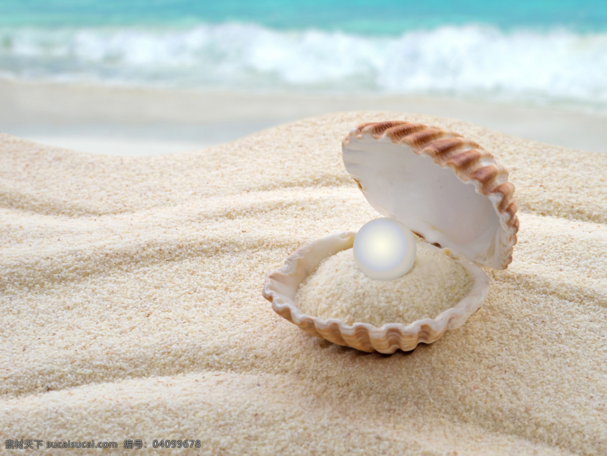 沙滩 上 珍珠蚌 类 沙 珍珠 蚌类 大海 生物世界 海洋生物