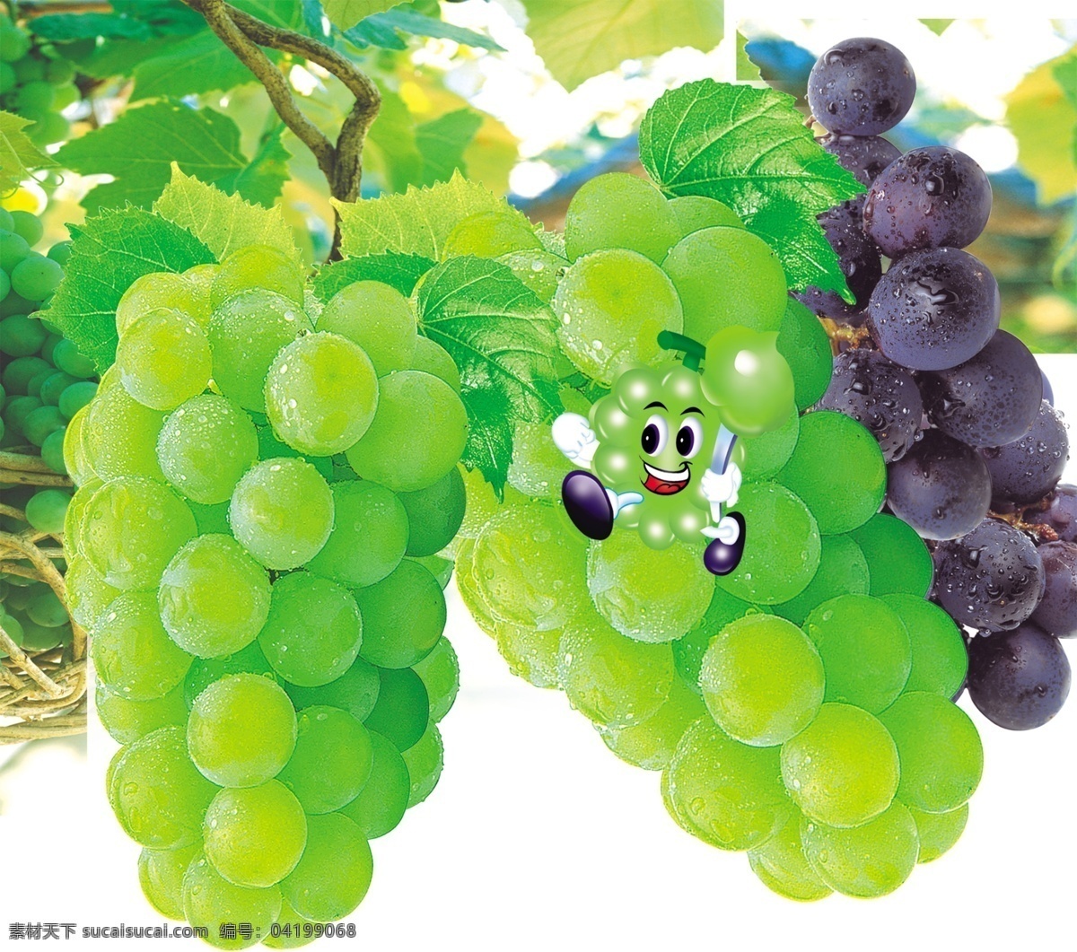 青葡萄图片 水果 食物 实物 分层 葡萄