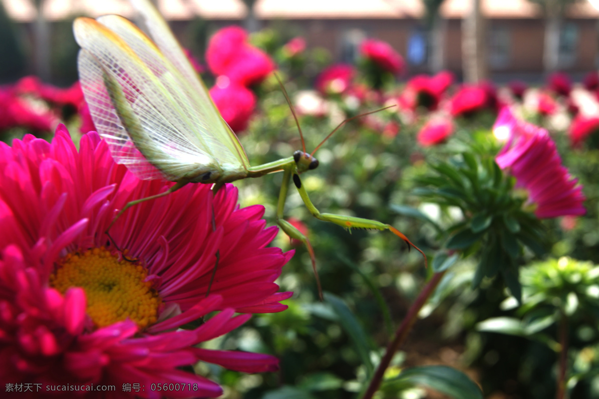 螳螂 昆虫 生物世界 螳螂特写 绿叶间 花朵 上 粉色 黄色花蕊 触须