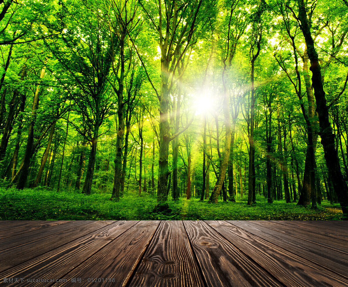 阳光 木板 太阳 树 植物 绿色 山水风景 风景图片