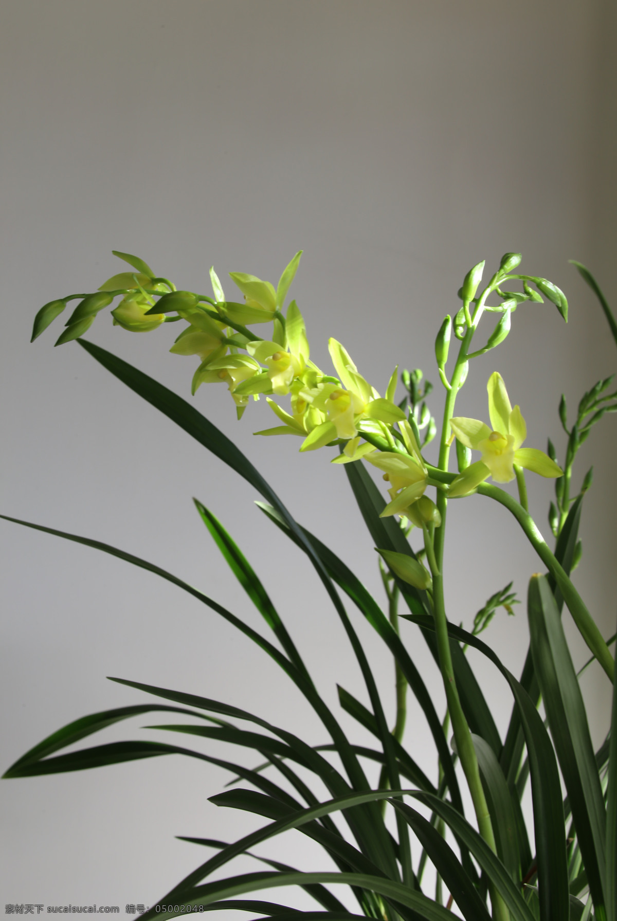 多花兰 国兰 花朵 花儿 植物 花卉 花草 观赏花卉 绿化景观 蝴蝶兰兰花 生物世界