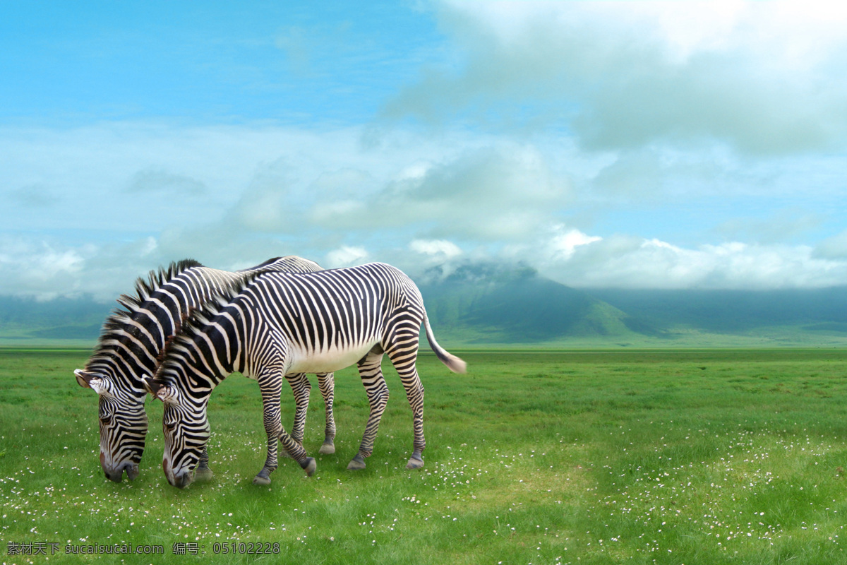 斑马 野生动物 草原动物 高清 非洲动物 动物摄影 生物世界