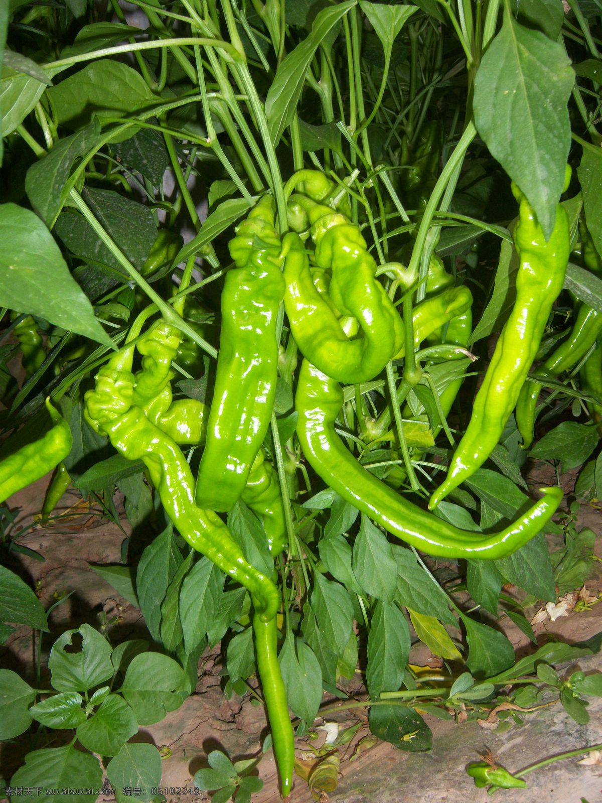 辣椒地 一串辣椒 辣椒第 一棵 植物 蔬菜 生物世界